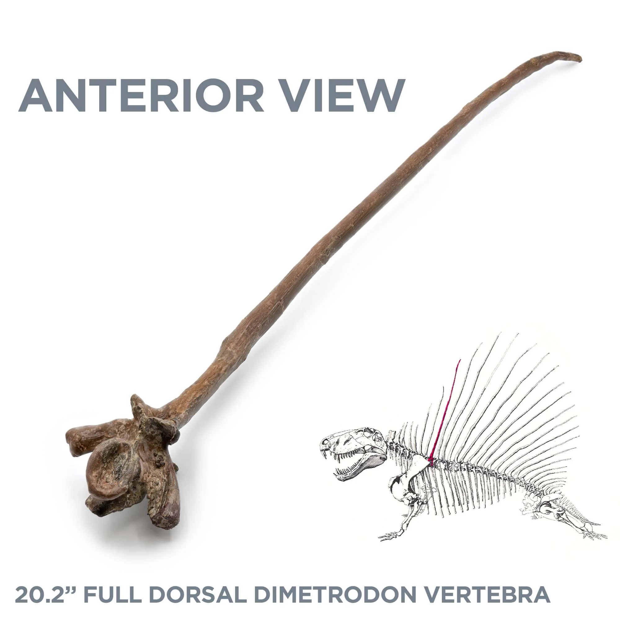 20.2" Full Dorsal Dimetrodon Vertebra - Spine Sail - Image 3