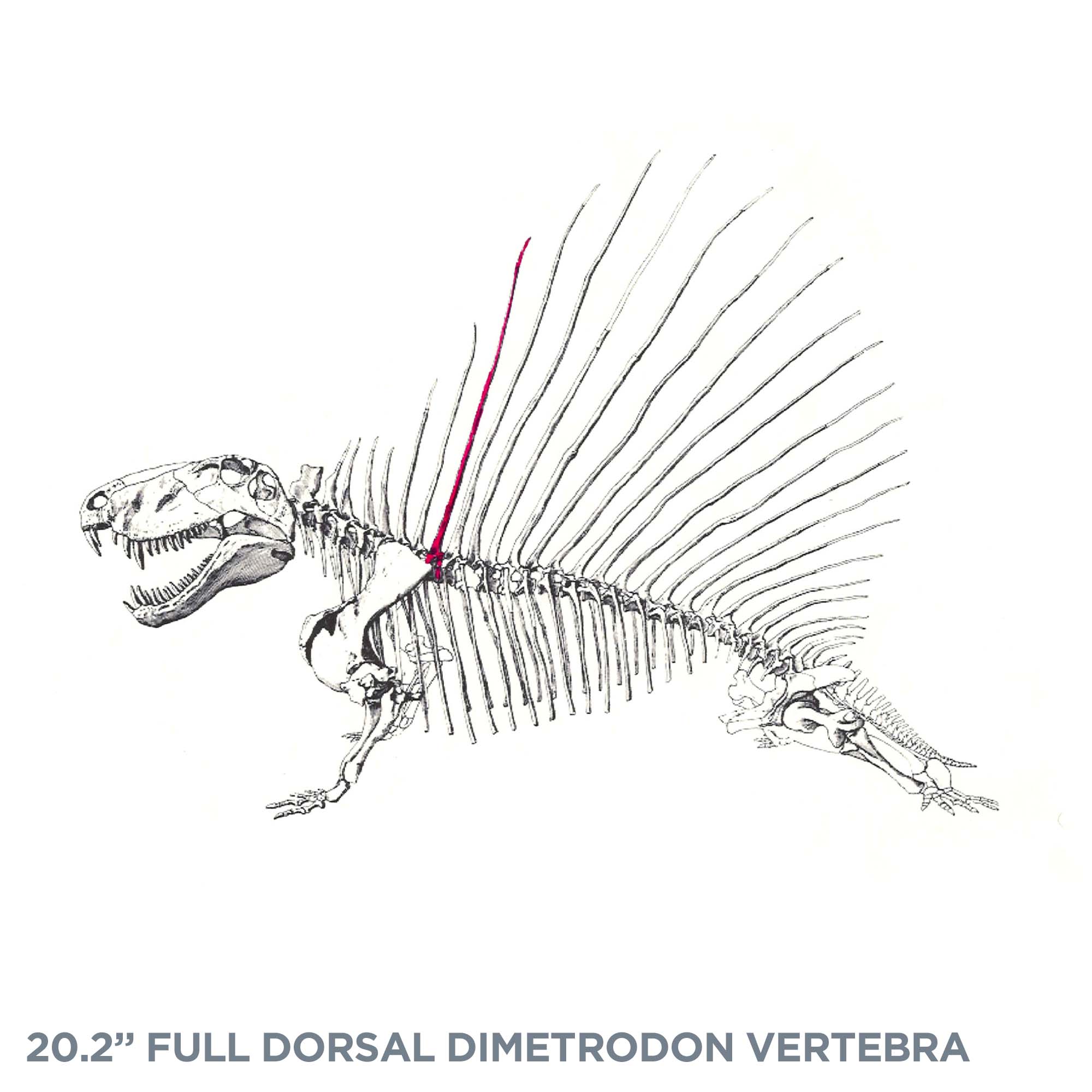 20.2" Full Dorsal Dimetrodon Vertebra - Spine Sail - Image 4