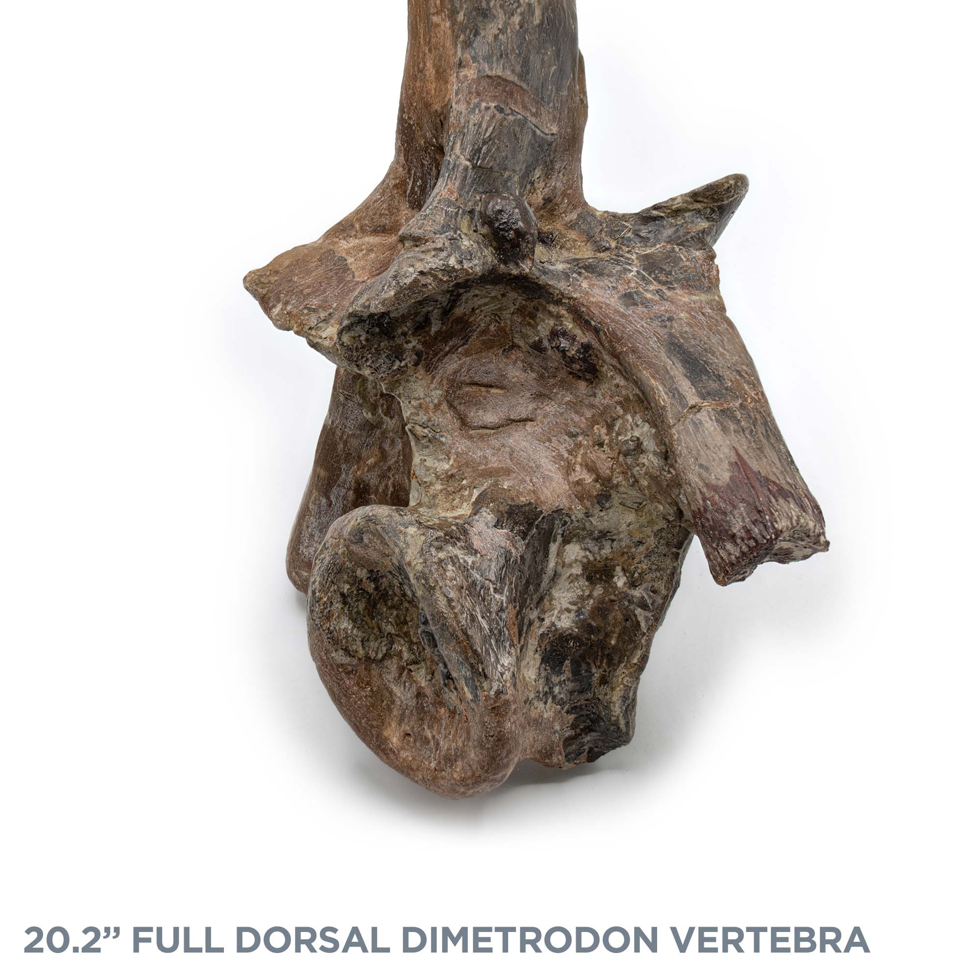 20.2" Full Dorsal Dimetrodon Vertebra - Spine Sail - Image 5