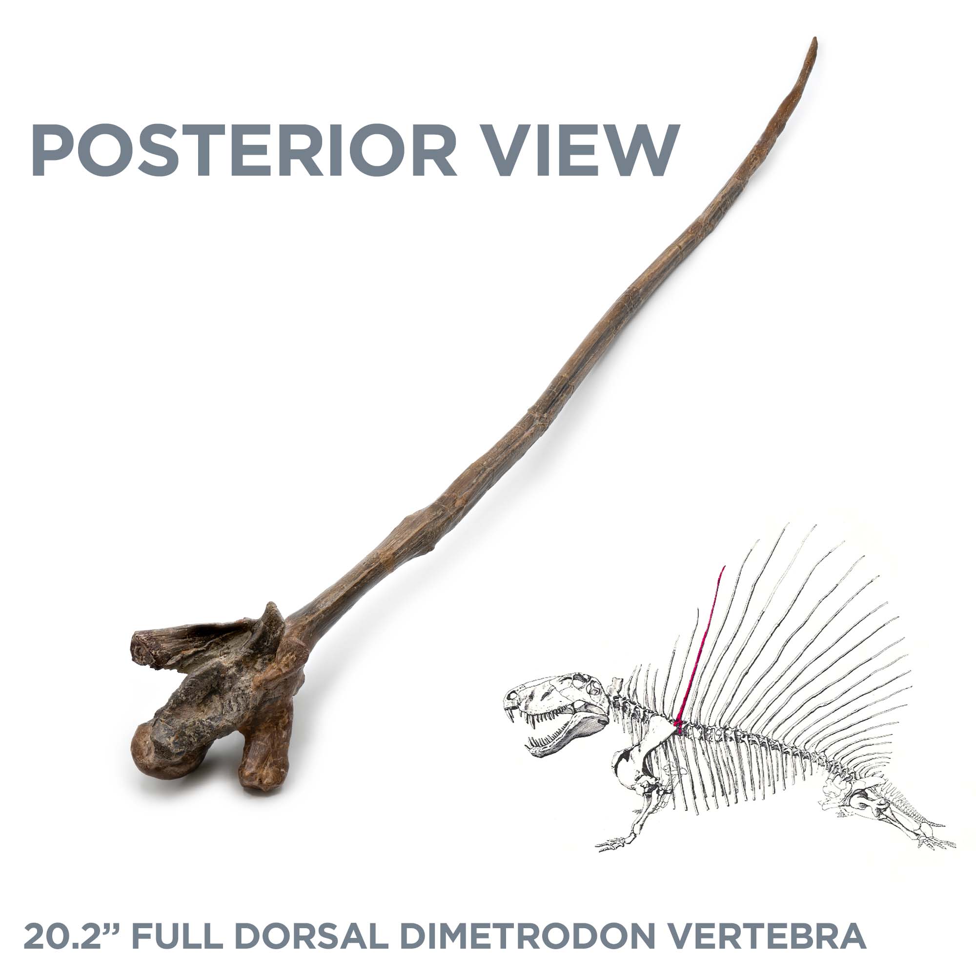 20.2" Full Dorsal Dimetrodon Vertebra - Spine Sail - Image 7