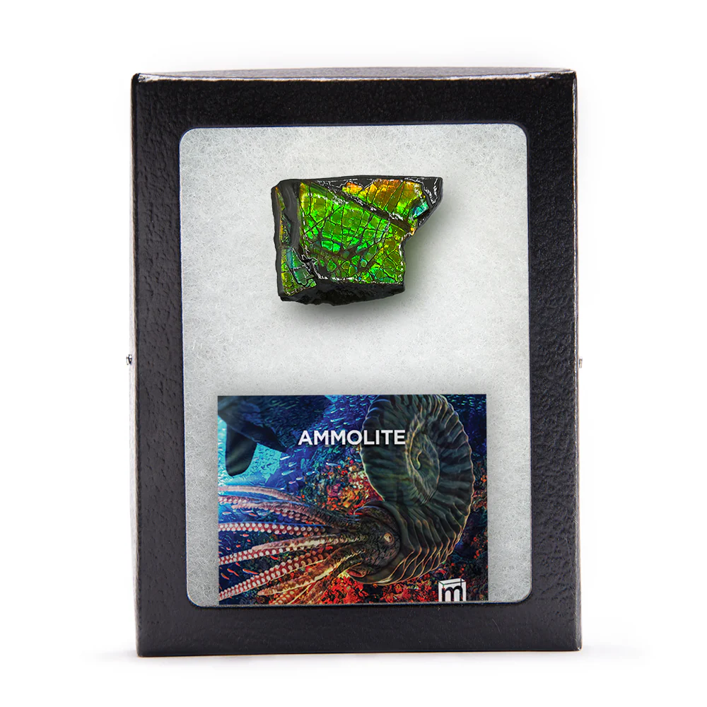 Rainbow Fossil Ammolite - Gem Quality Ammonite Fossil Fragment - Image 10