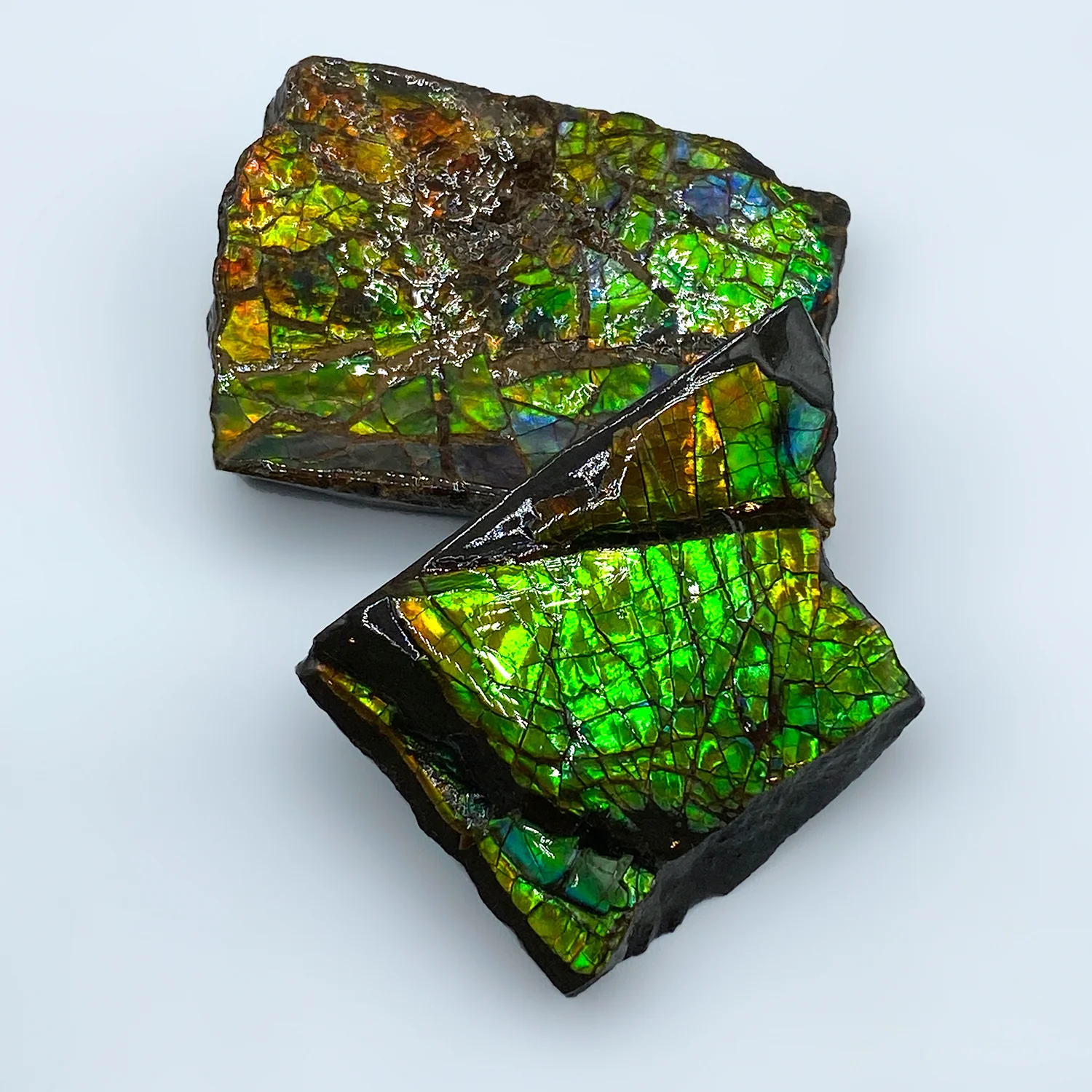 Rainbow Fossil Ammolite - Gem Quality Ammonite Fossil Fragment - Image 11