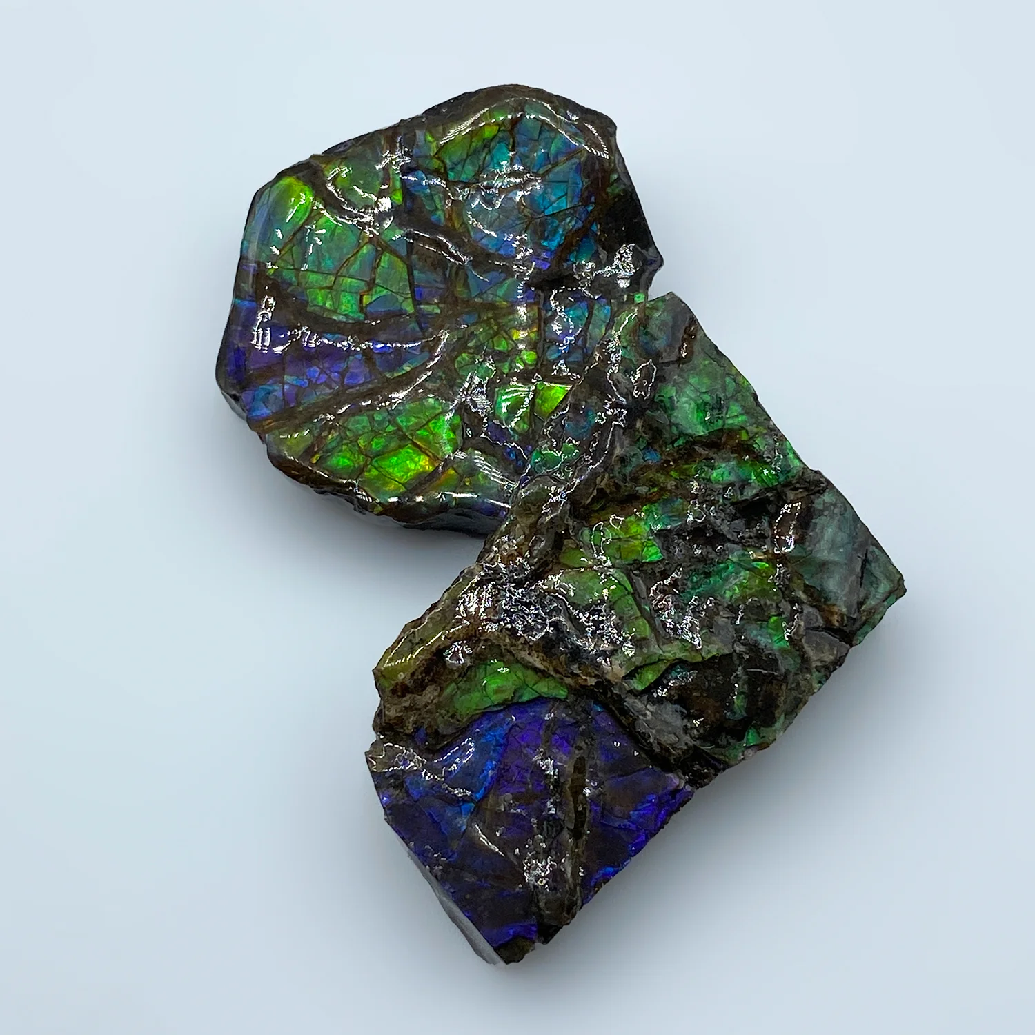 Rainbow Fossil Ammolite - Gem Quality Ammonite Fossil Fragment - Image 13