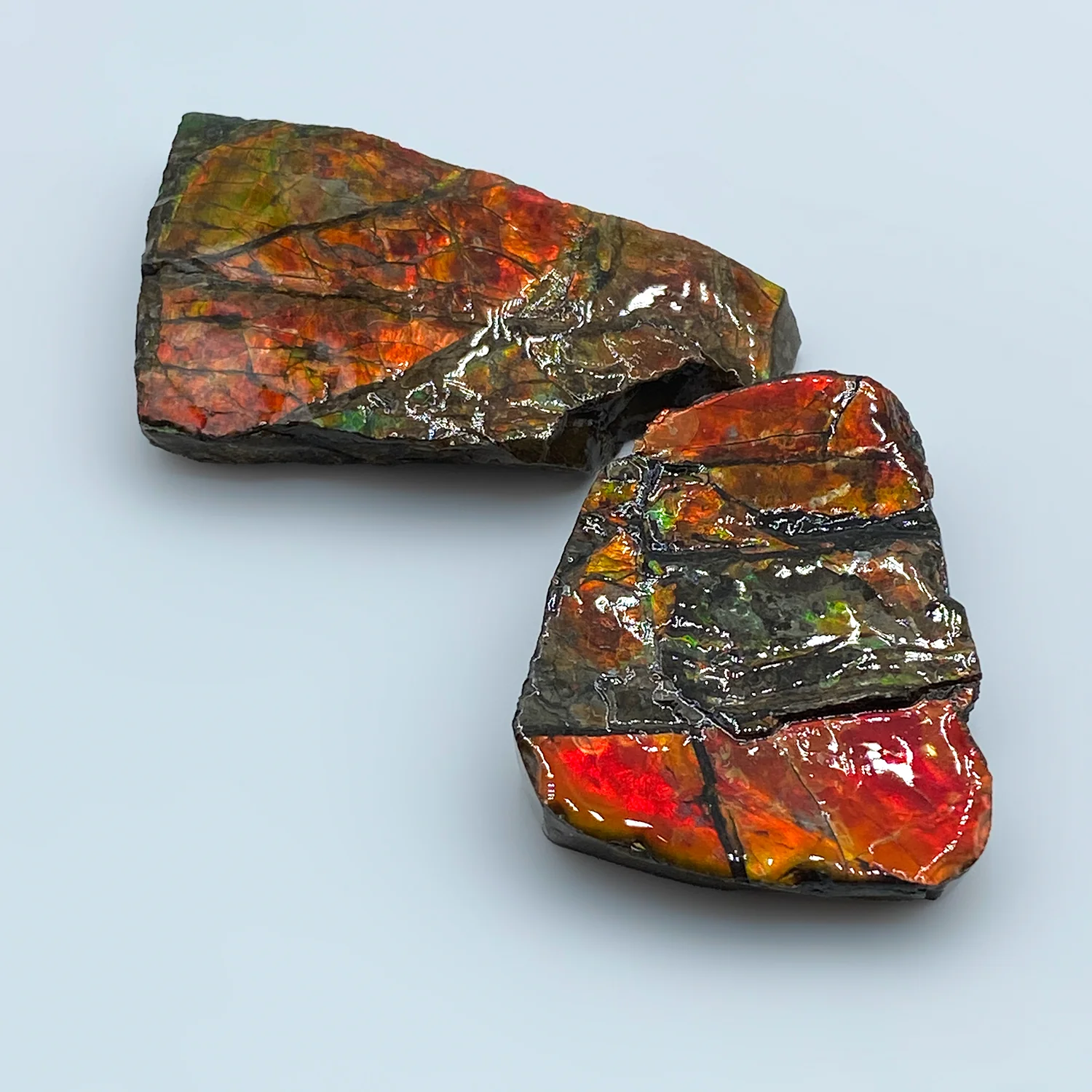 Rainbow Fossil Ammolite - Gem Quality Ammonite Fossil Fragment - Image 3