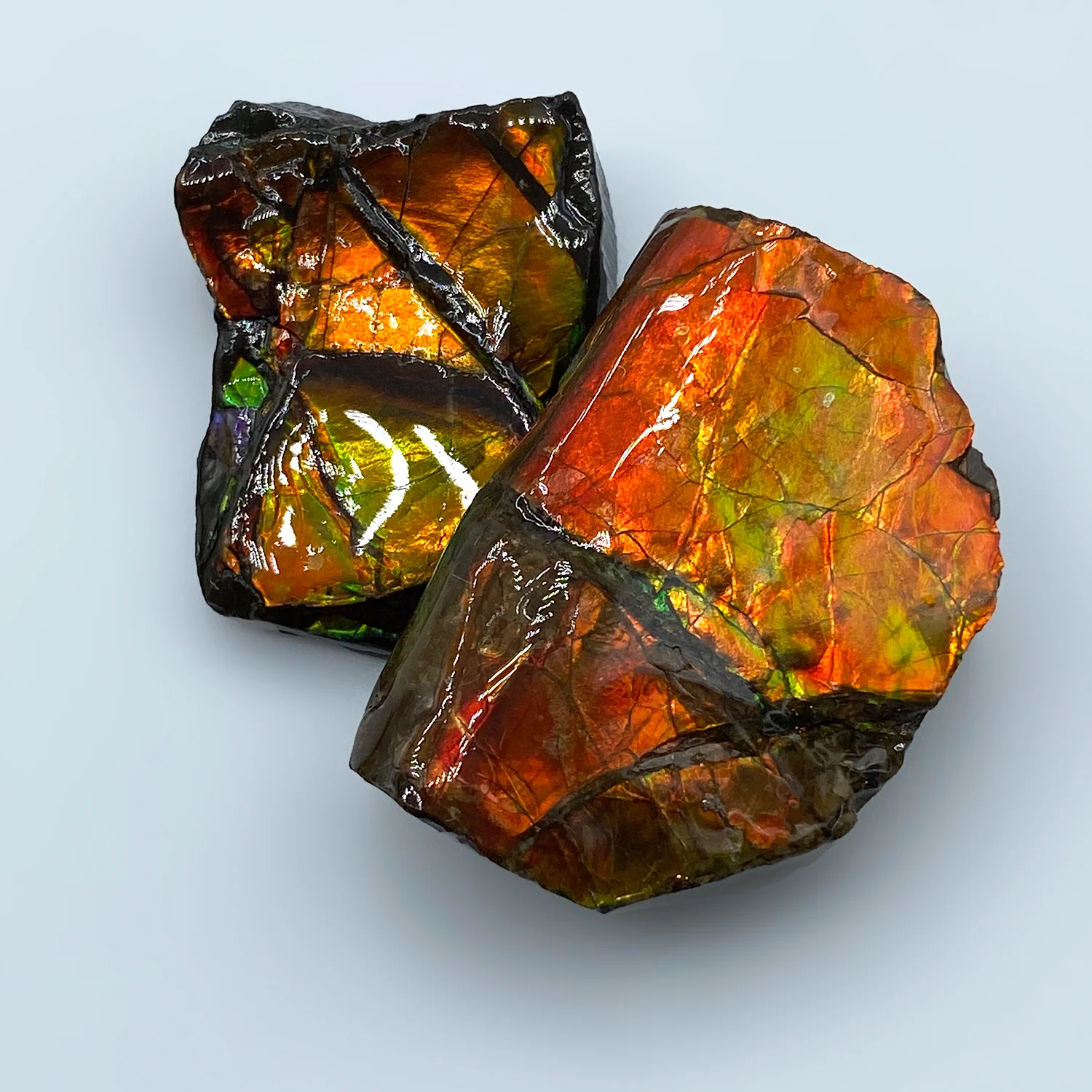 Rainbow Fossil Ammolite - Gem Quality Ammonite Fossil Fragment - Image 4
