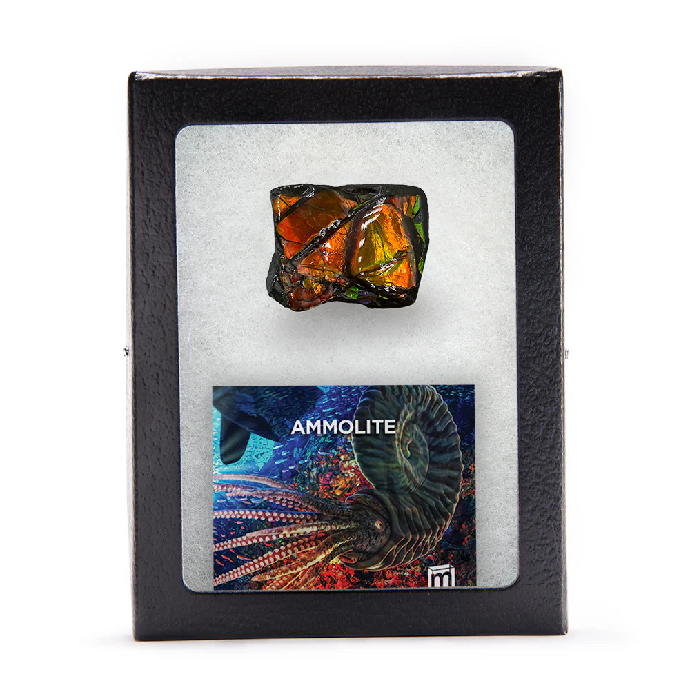 Rainbow Fossil Ammolite - Gem Quality Ammonite Fossil Fragment - Image 5