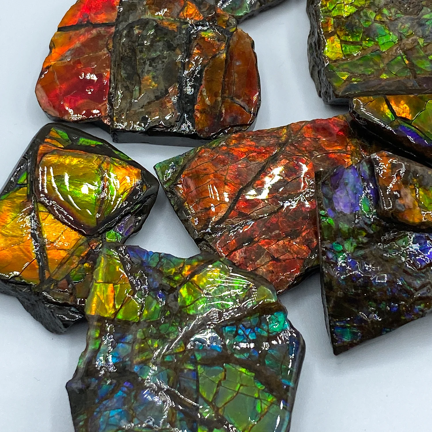 Rainbow Fossil Ammolite - Gem Quality Ammonite Fossil Fragment - Image 8