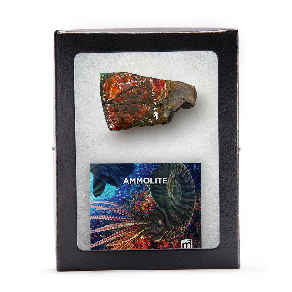 Rainbow Fossil Ammolite - Gem Quality Ammonite Fossil Fragment - Image 9