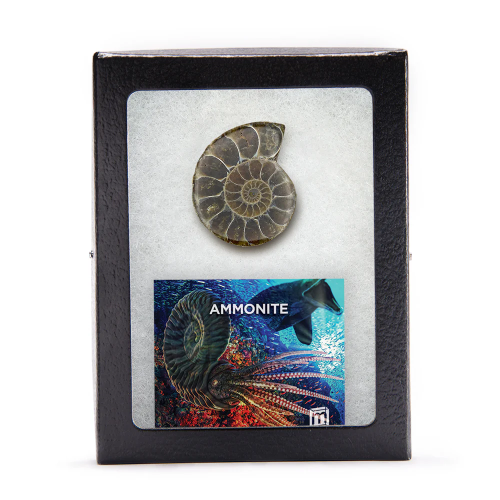 Ammonite - Image 3