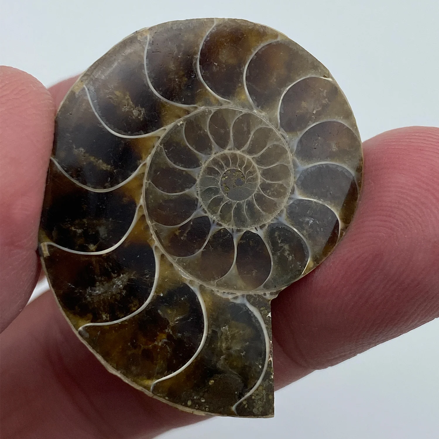 Ammonite - Image 4