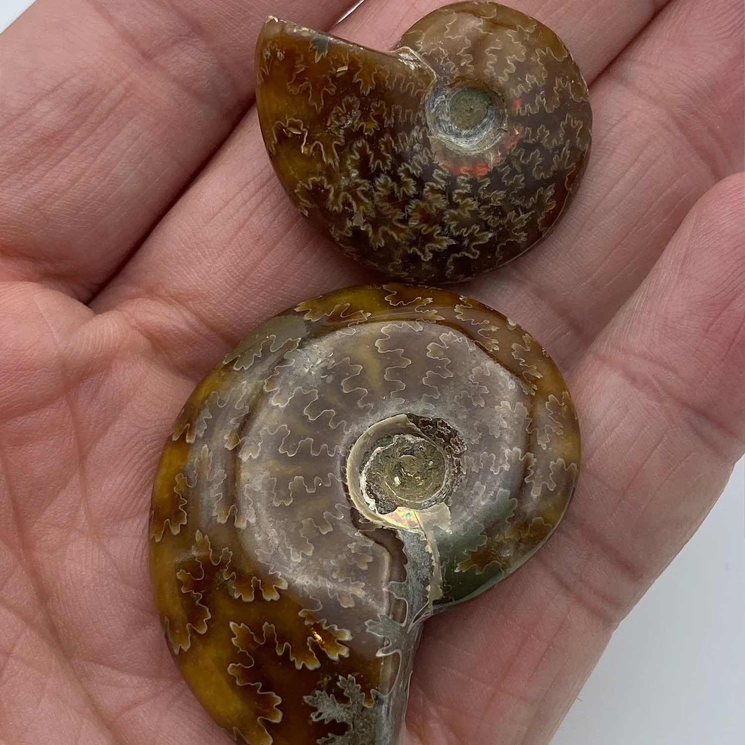 Ammonite - Image 6