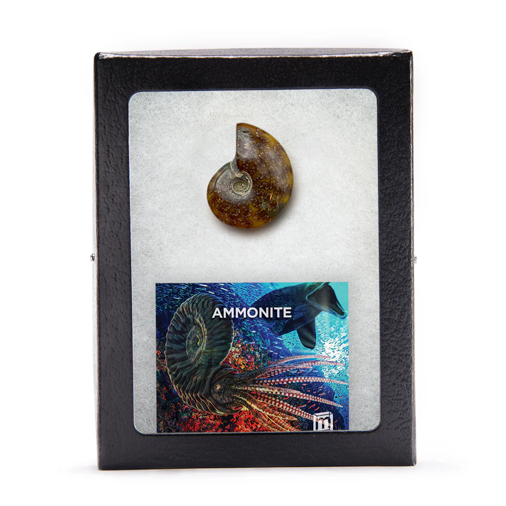 Ammonite - Image 7