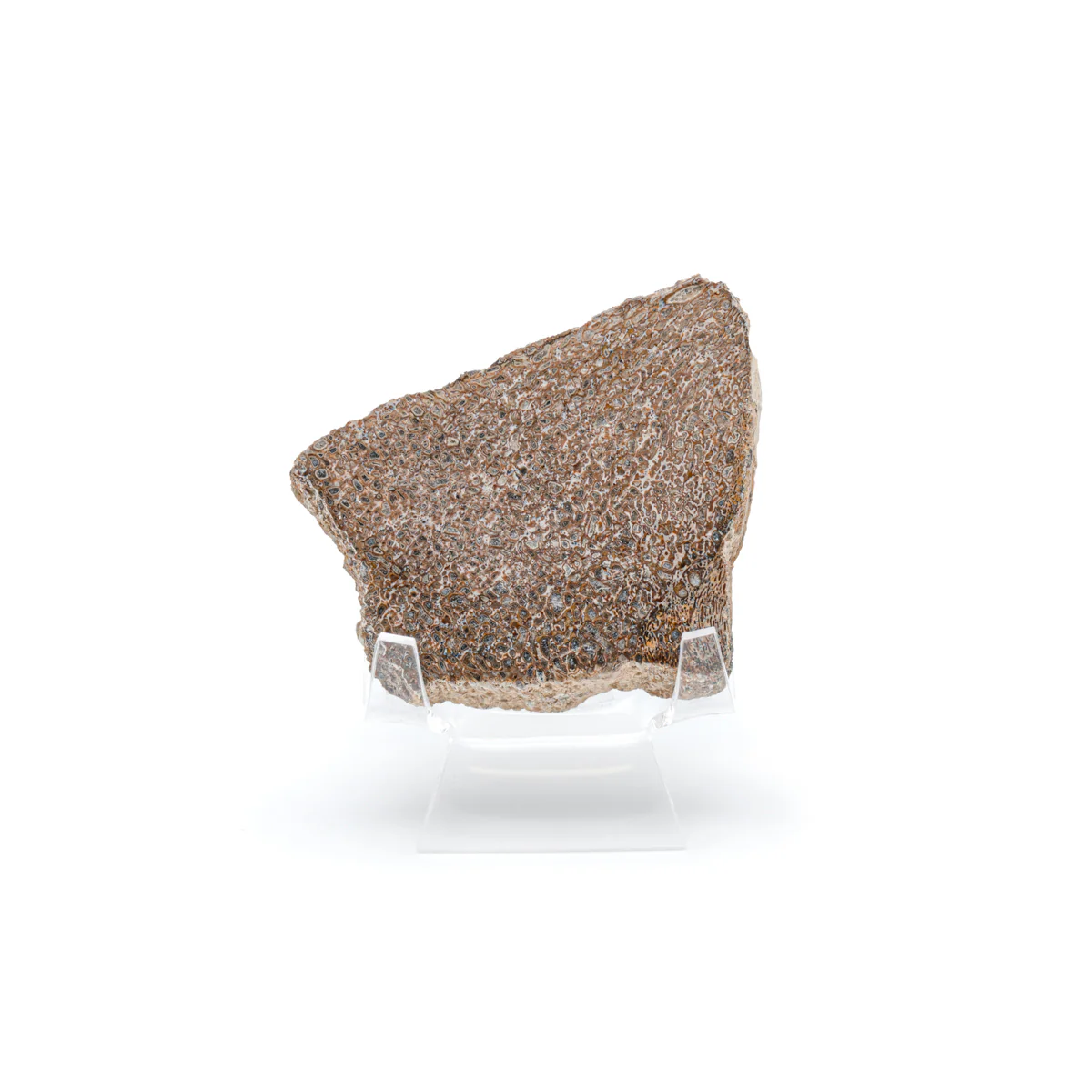 Atlasaurus Bone - Classic Boxed Specimens - Image 3