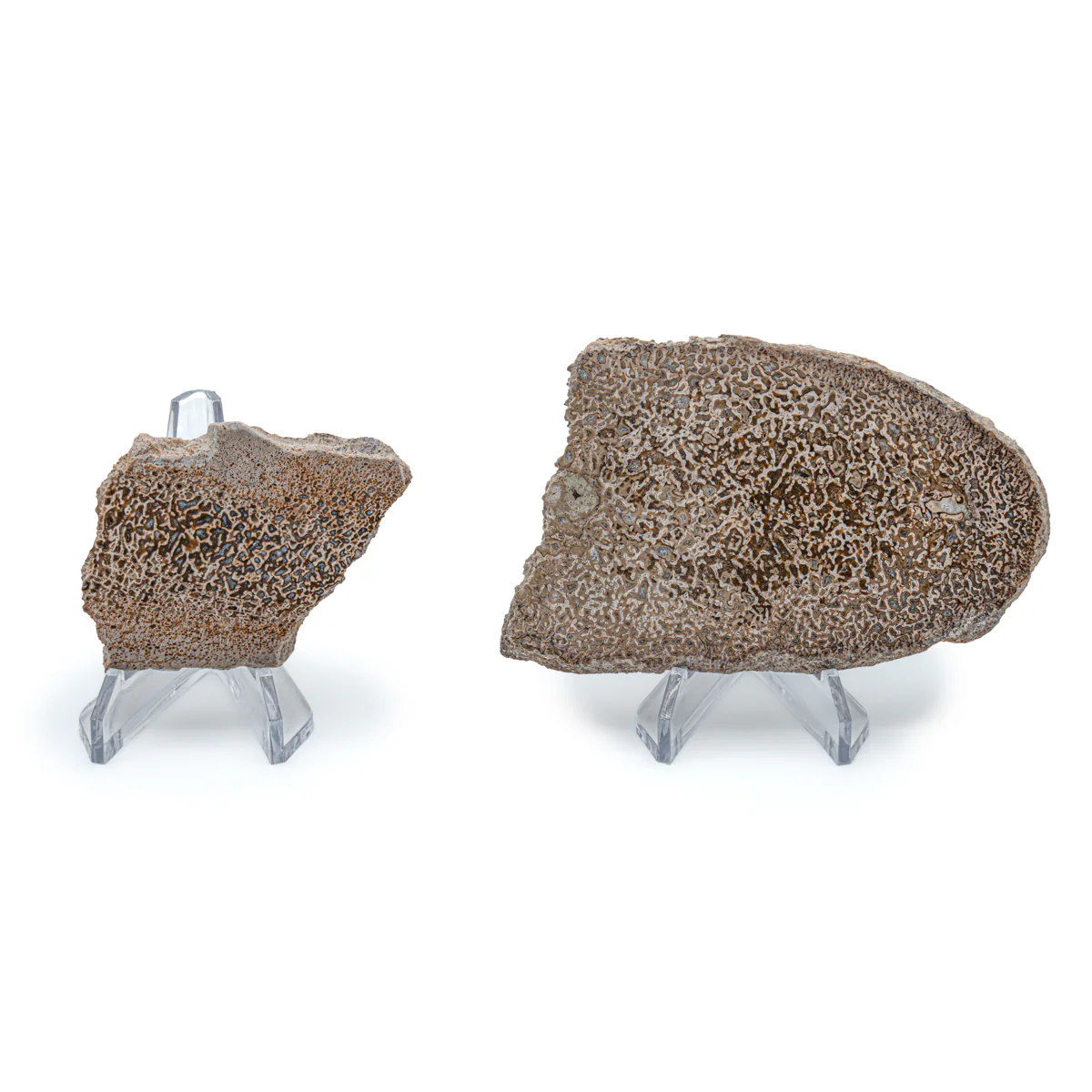 Atlasaurus Bone - Classic Boxed Specimens - Image 4