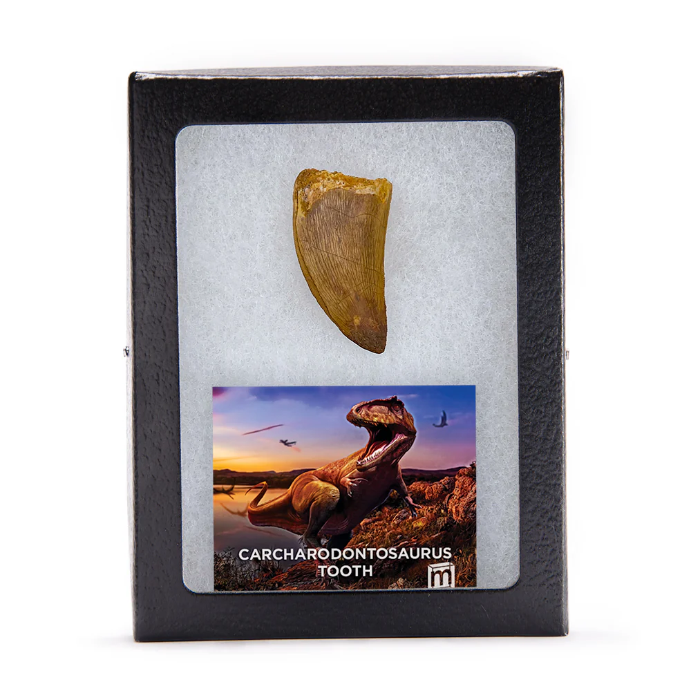 Carcharodontosaurus Classic Riker Boxed Teeth - Image 3