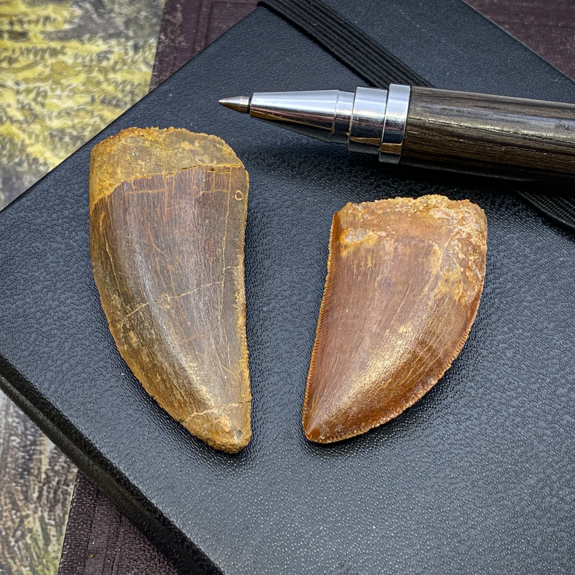 Carcharodontosaurus Classic Riker Boxed Teeth - Image 4