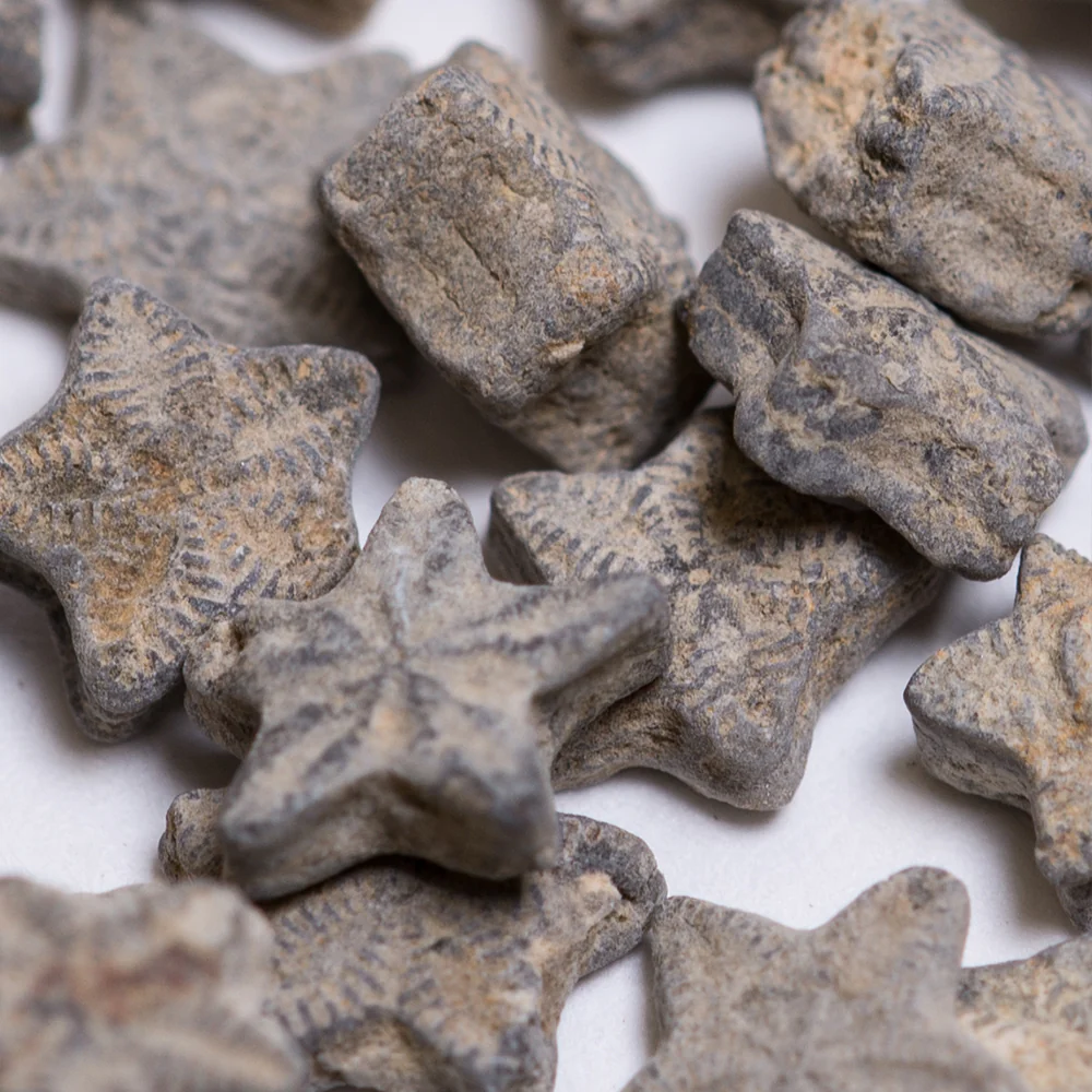 Crinoid "Feather Stars" Columnal Segments - Image 3