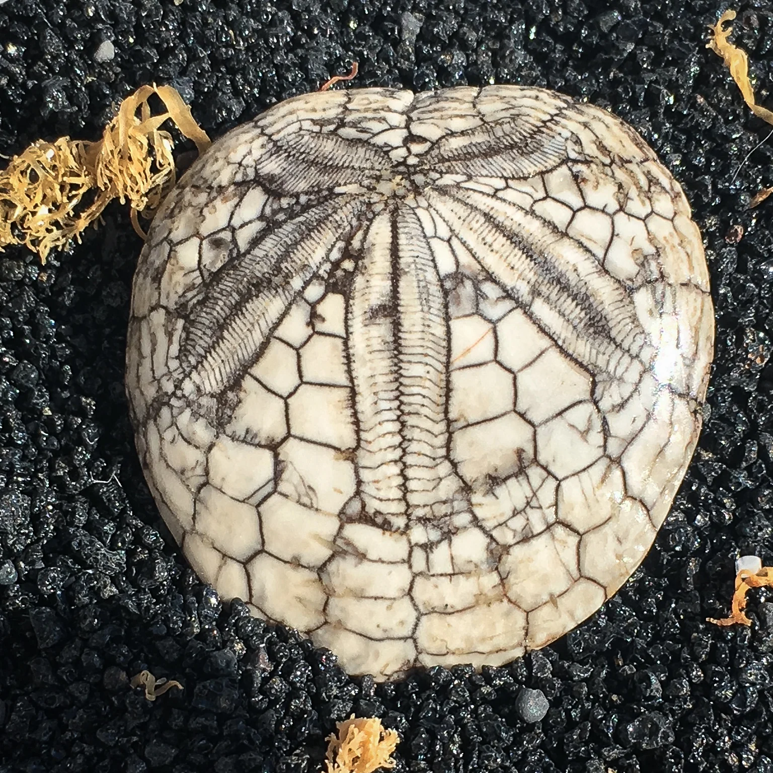 Dendraster Gibbsii - Fossilized Sand Dollar - Image 10