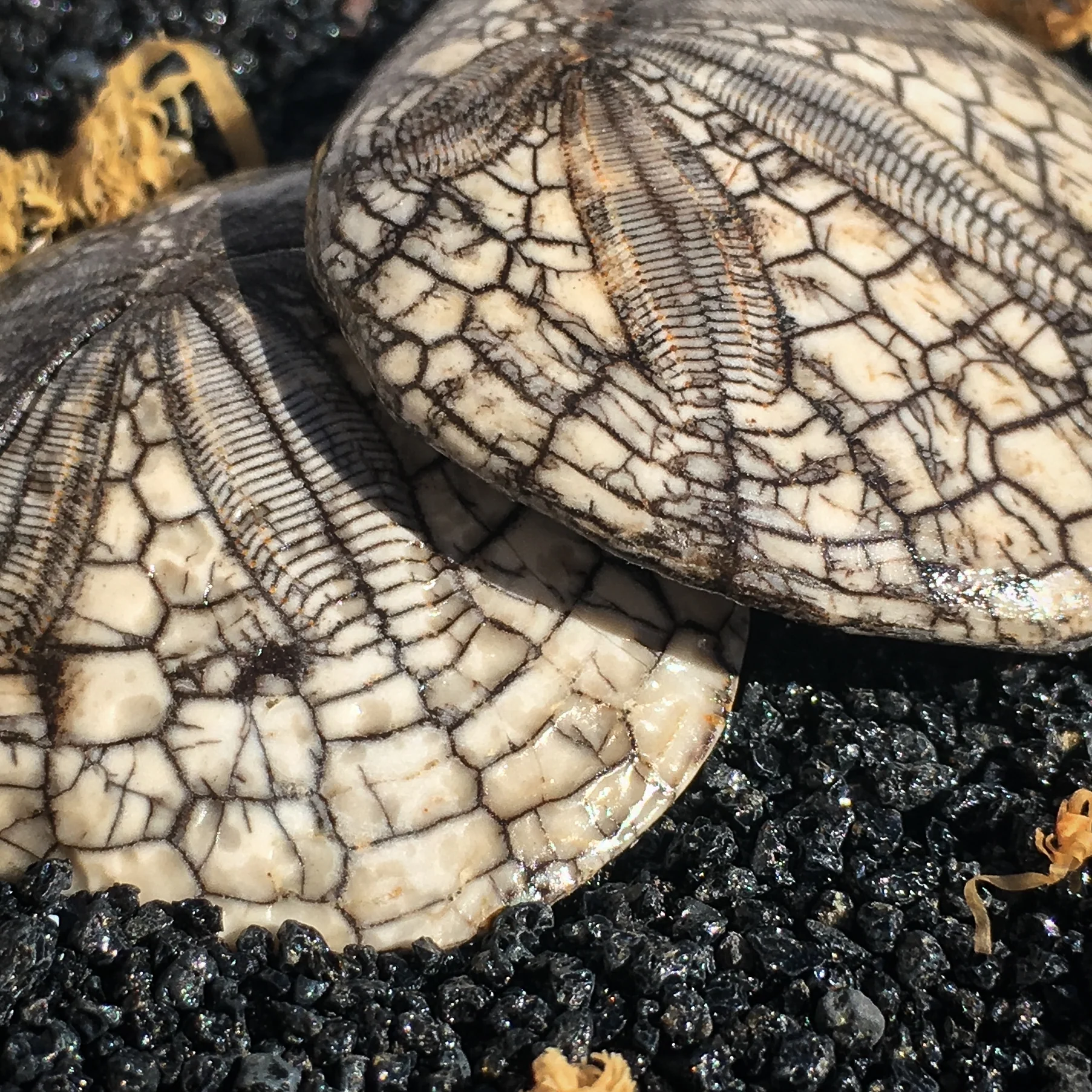 Dendraster Gibbsii - Fossilized Sand Dollar - Image 11