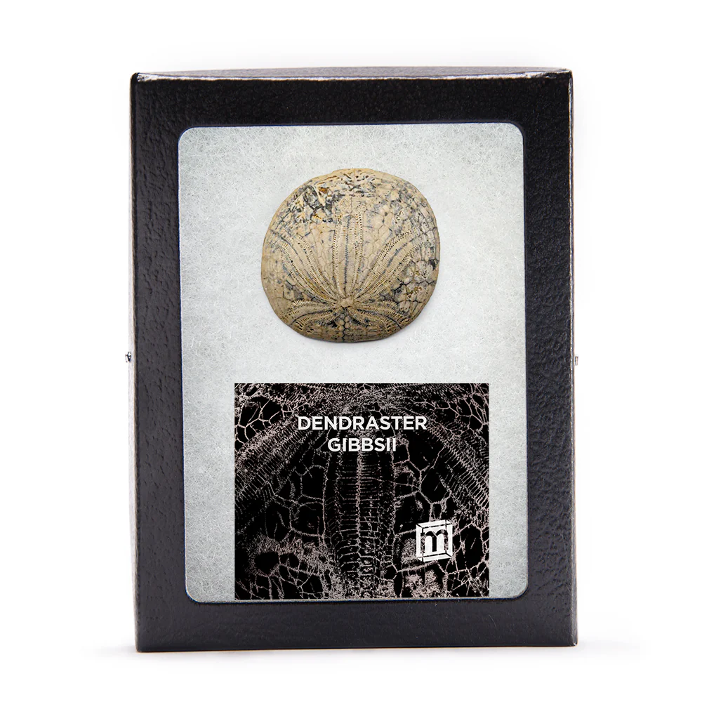 Dendraster Gibbsii - Fossilized Sand Dollar - Image 3