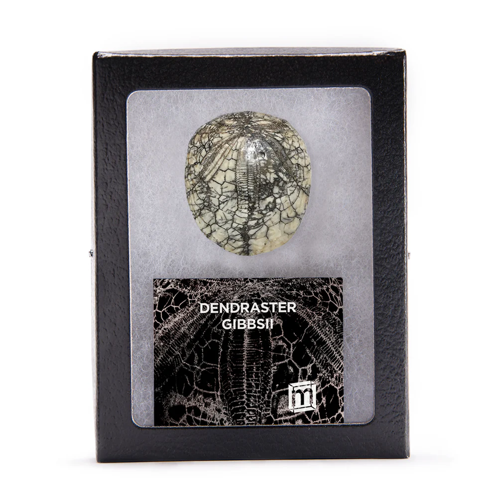 Dendraster Gibbsii - Fossilized Sand Dollar - Image 4