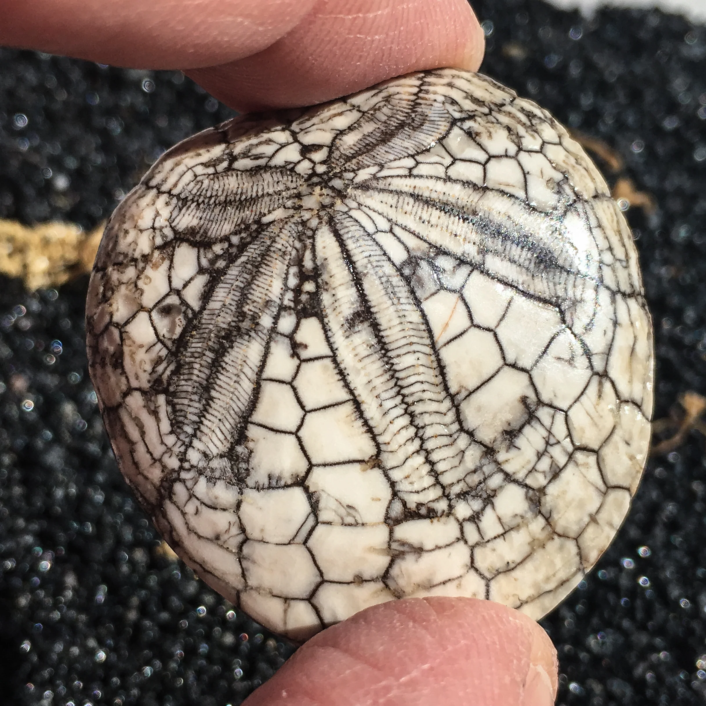 Dendraster Gibbsii - Fossilized Sand Dollar - Image 5