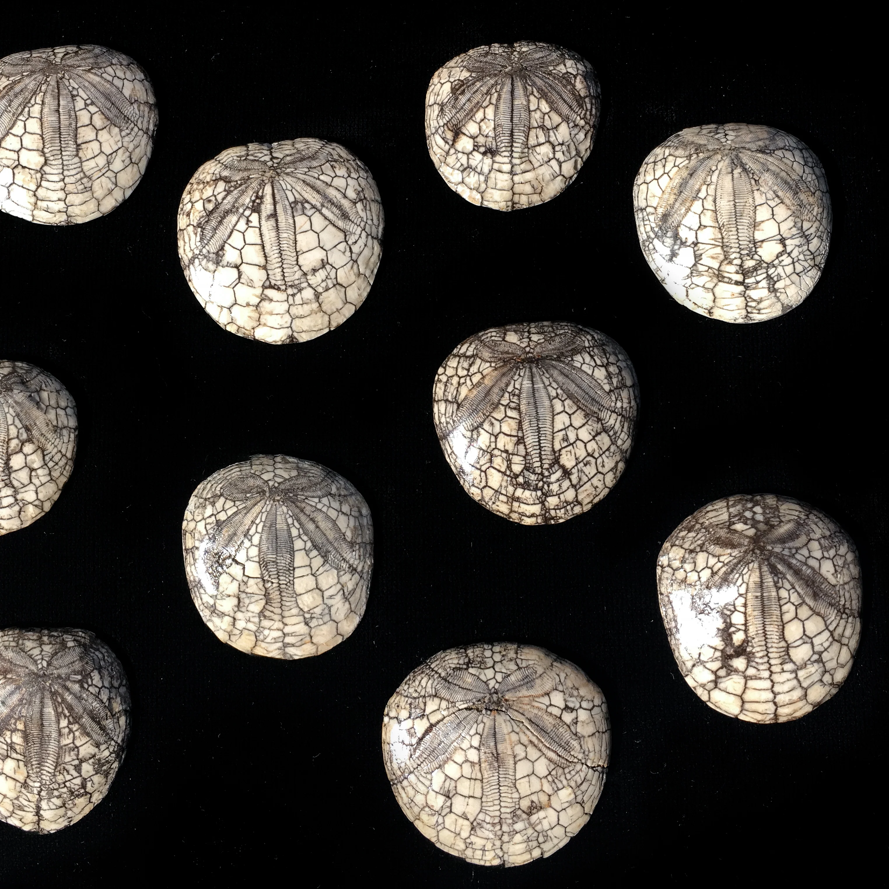 Dendraster Gibbsii - Fossilized Sand Dollar - Image 7