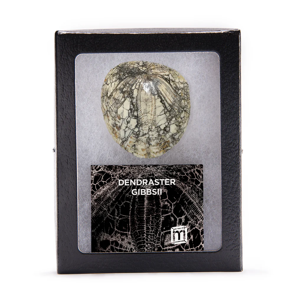 Dendraster Gibbsii - Fossilized Sand Dollar - Image 8