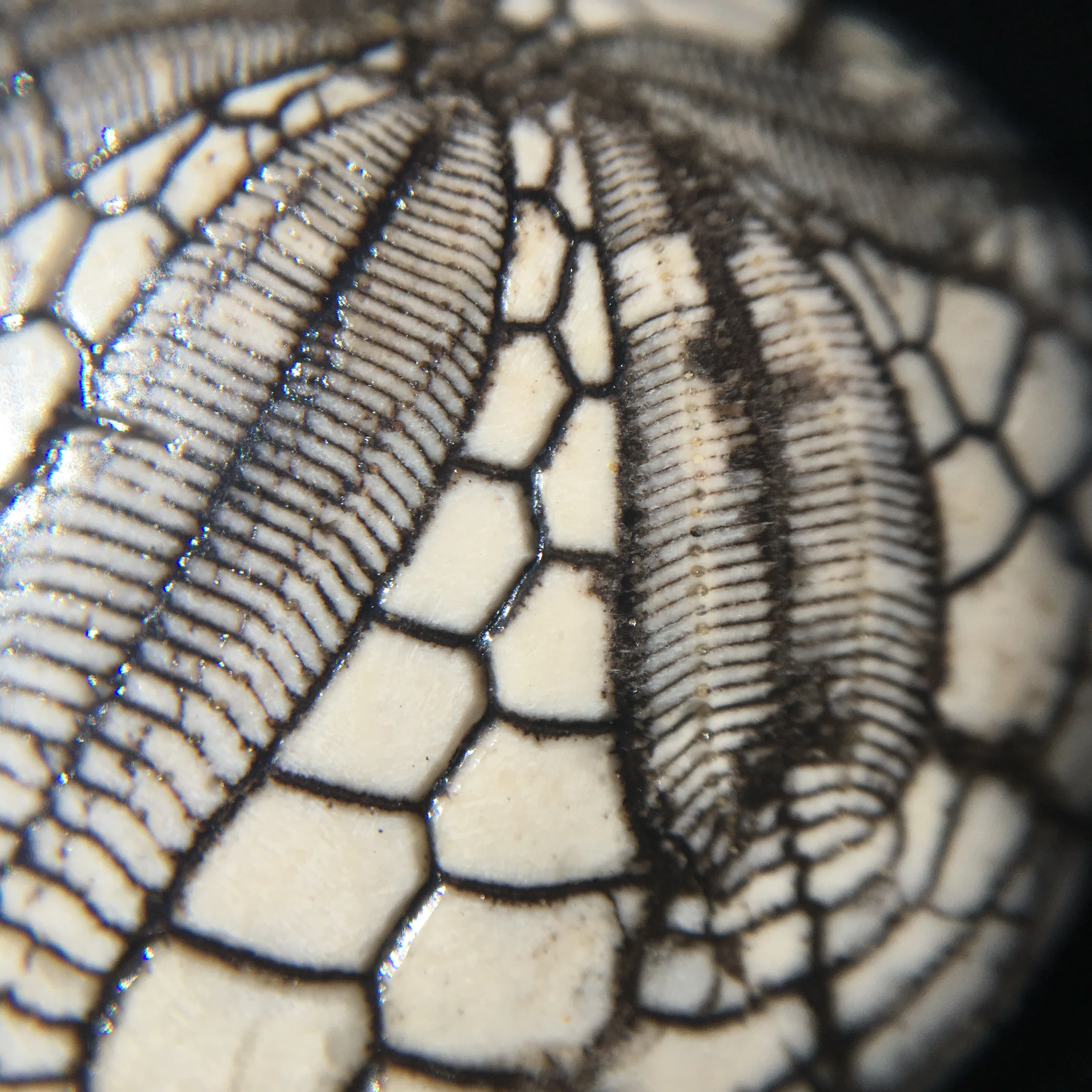 Dendraster Gibbsii - Fossilized Sand Dollar - Image 9