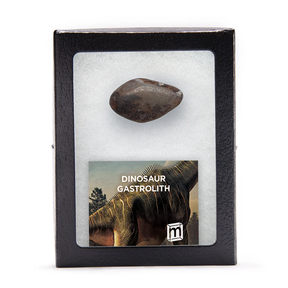 Dinosaur Gastrolith - Gut Stone - Image 3