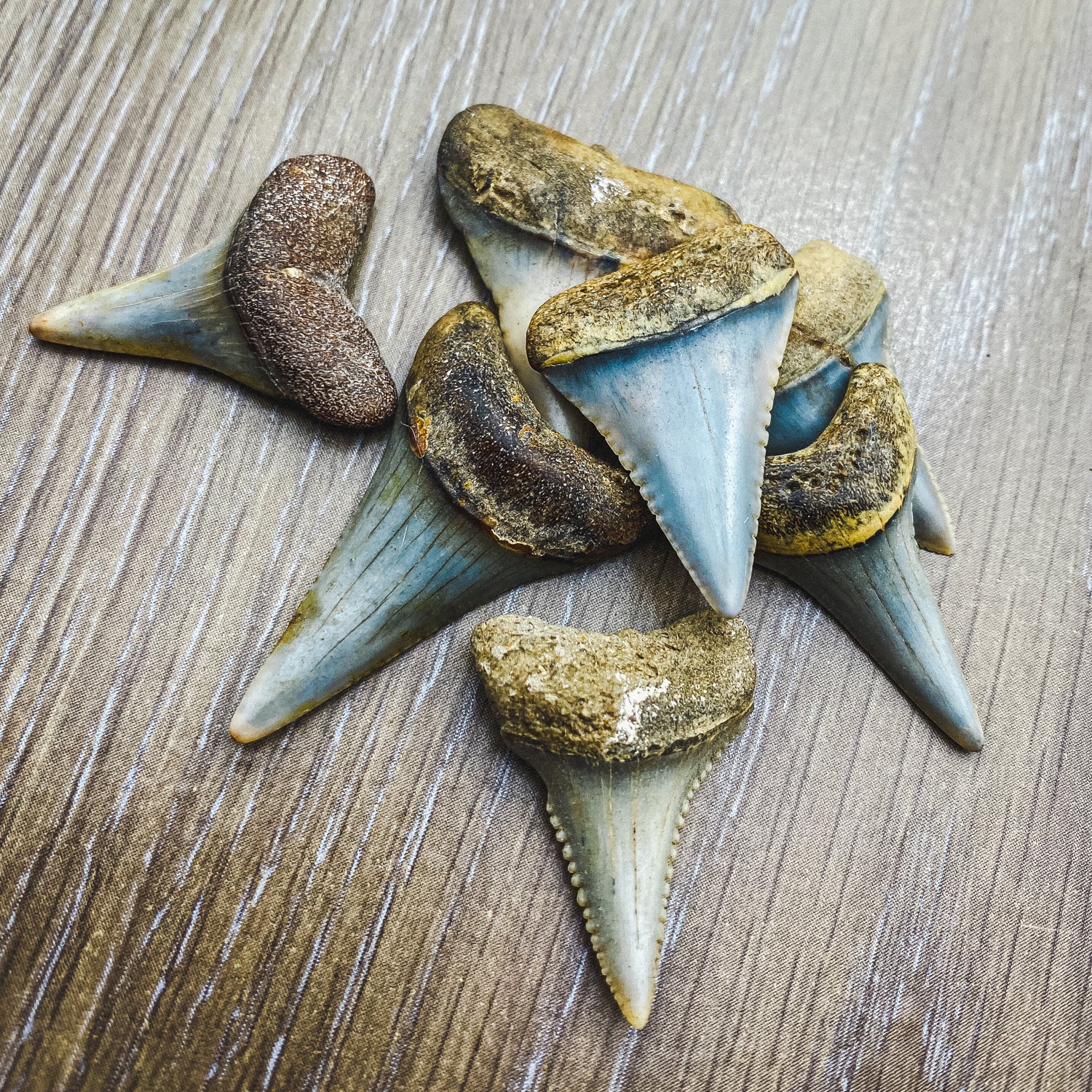 Fossil White Shark Tooth - Image 12