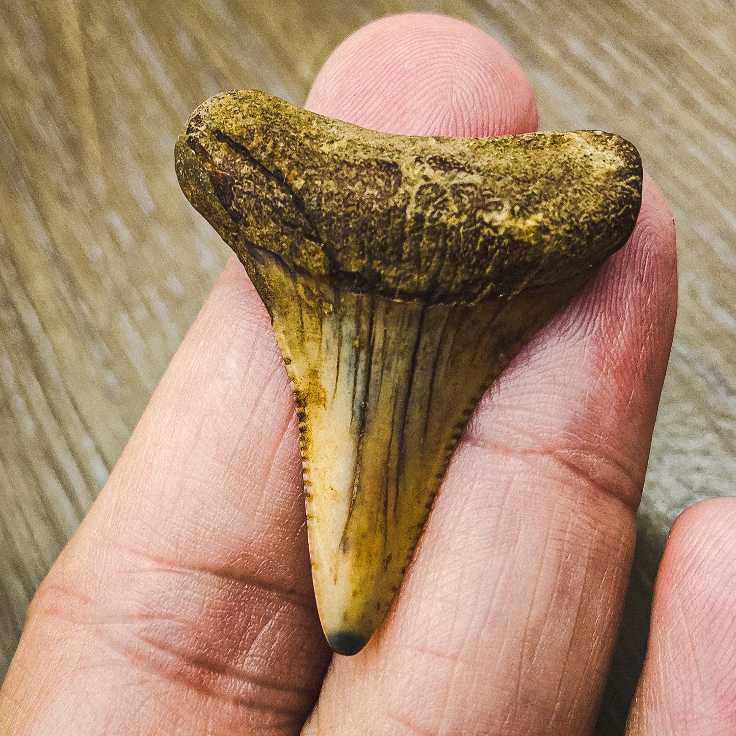 Fossil White Shark Tooth - Image 13