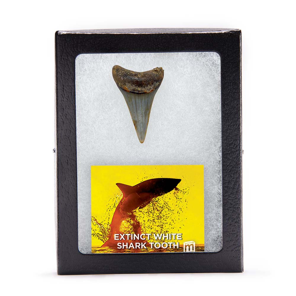 Fossil White Shark Tooth - Image 14