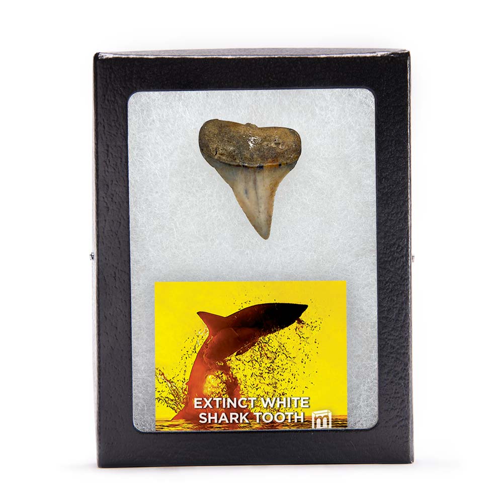 Fossil White Shark Tooth - Image 15