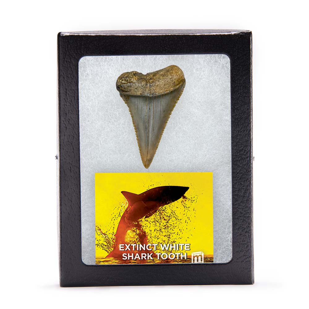 Fossil White Shark Tooth - Image 16