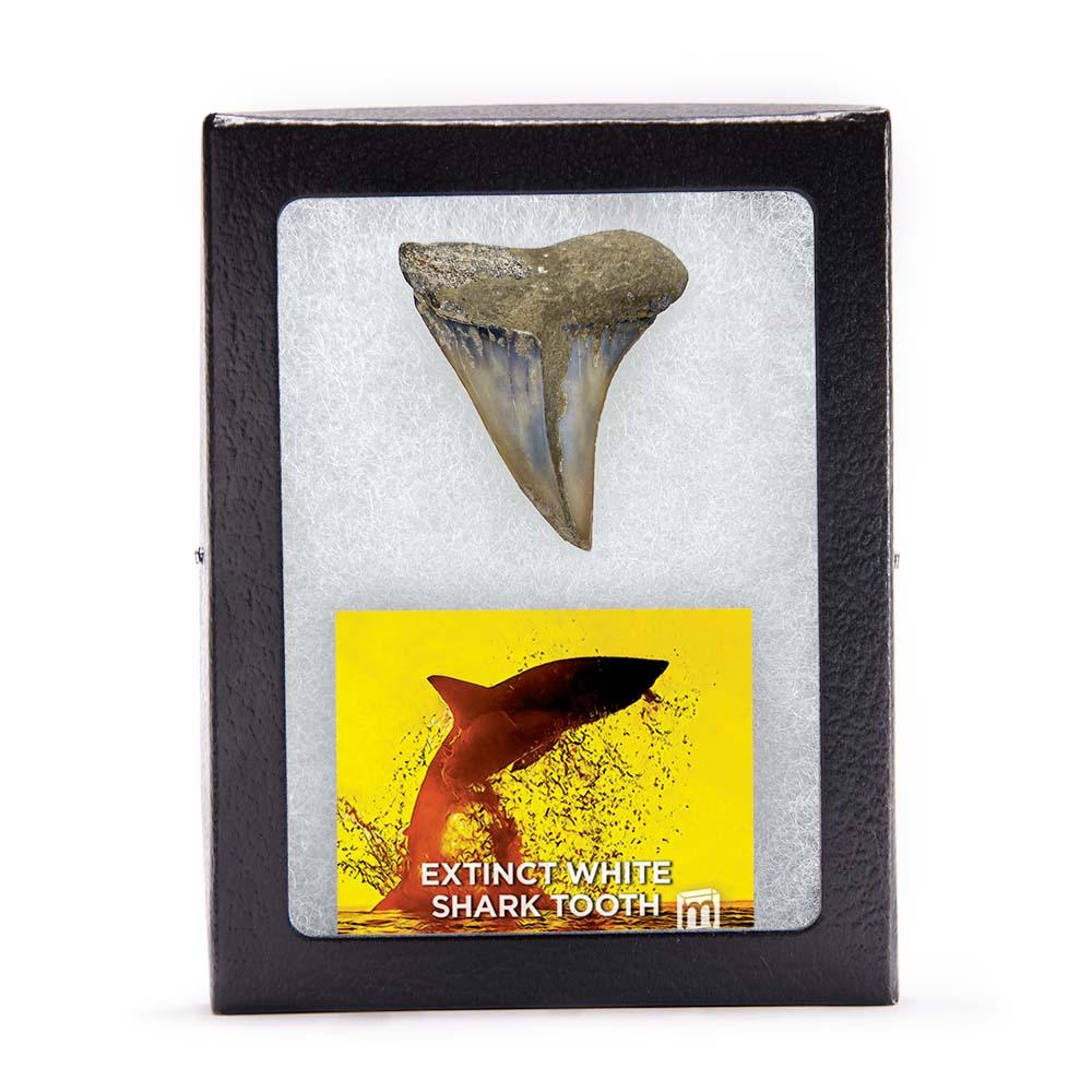 Fossil White Shark Tooth - Image 17