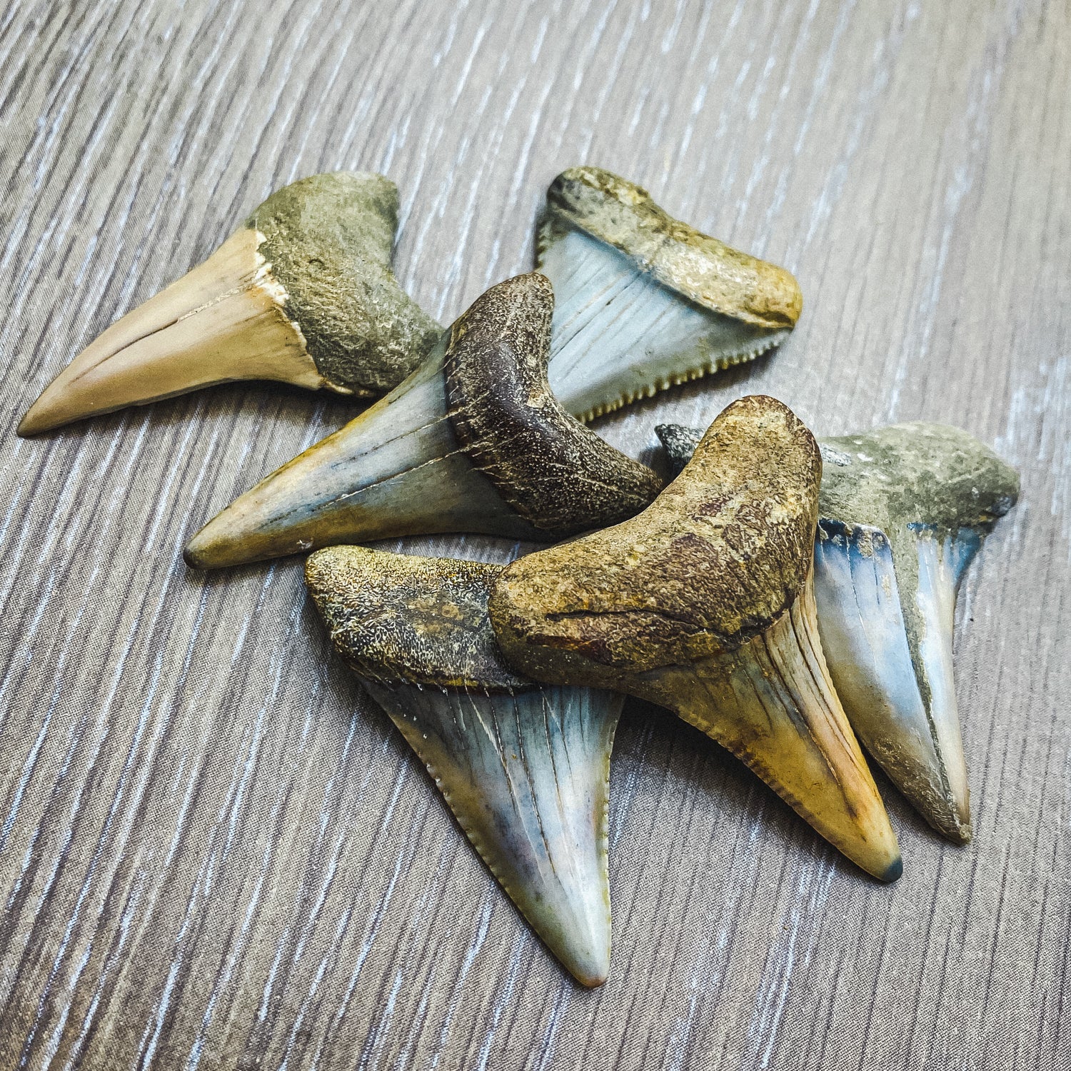 Fossil White Shark Tooth - Image 18