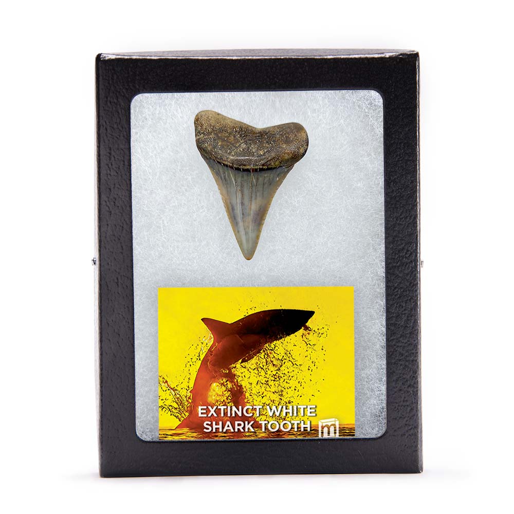 Fossil White Shark Tooth - Image 19