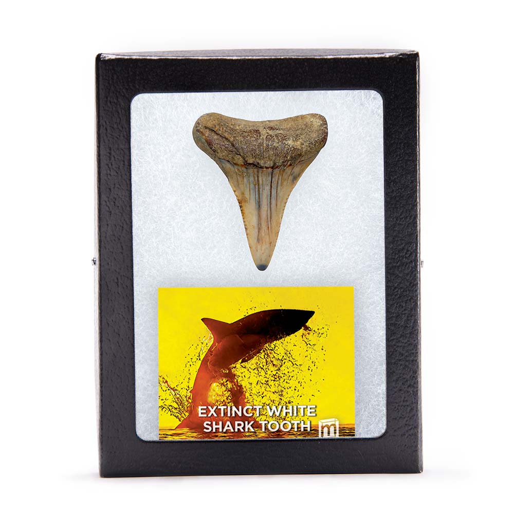 Fossil White Shark Tooth - Image 20