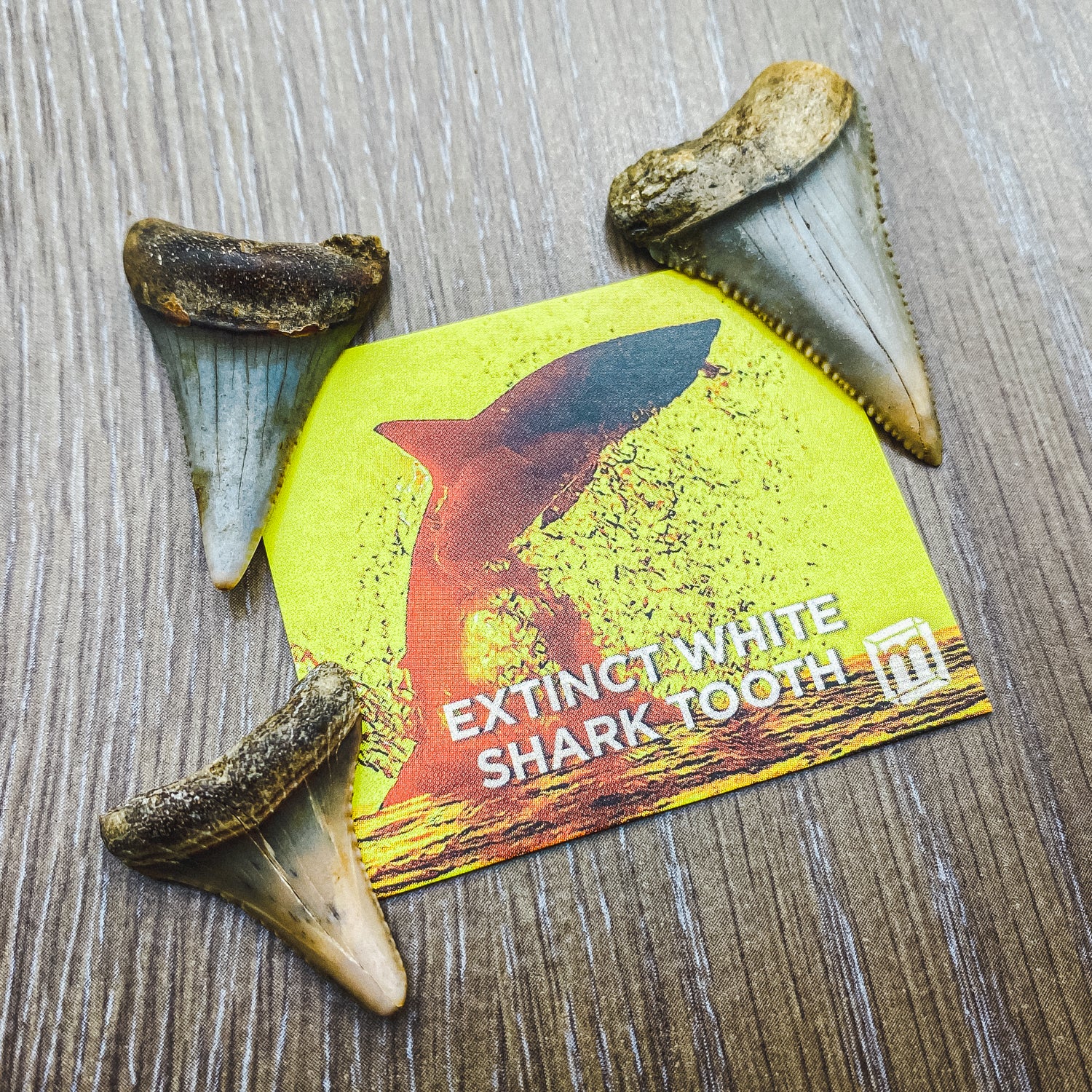 Fossil White Shark Tooth - Image 21