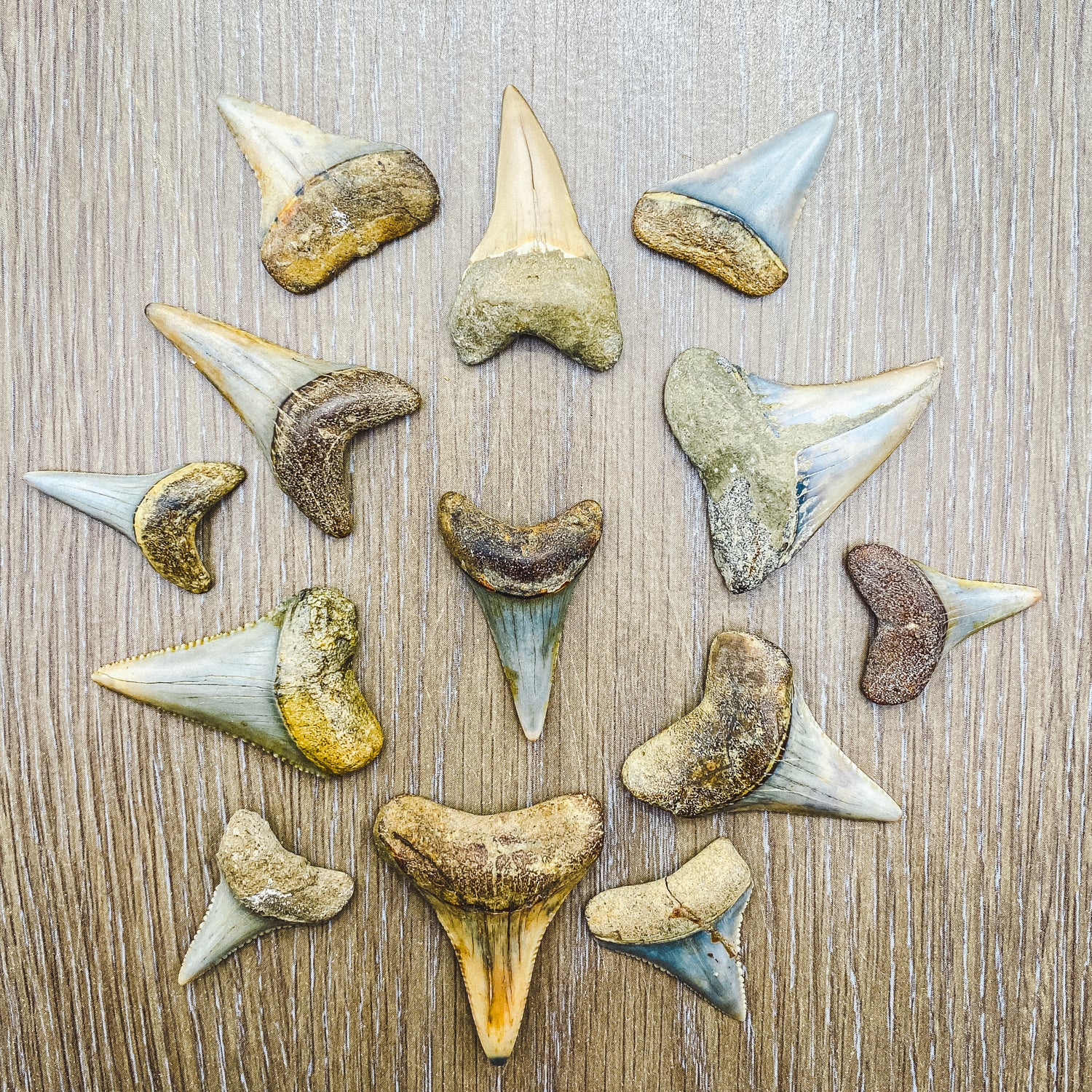 Fossil White Shark Tooth - Image 3