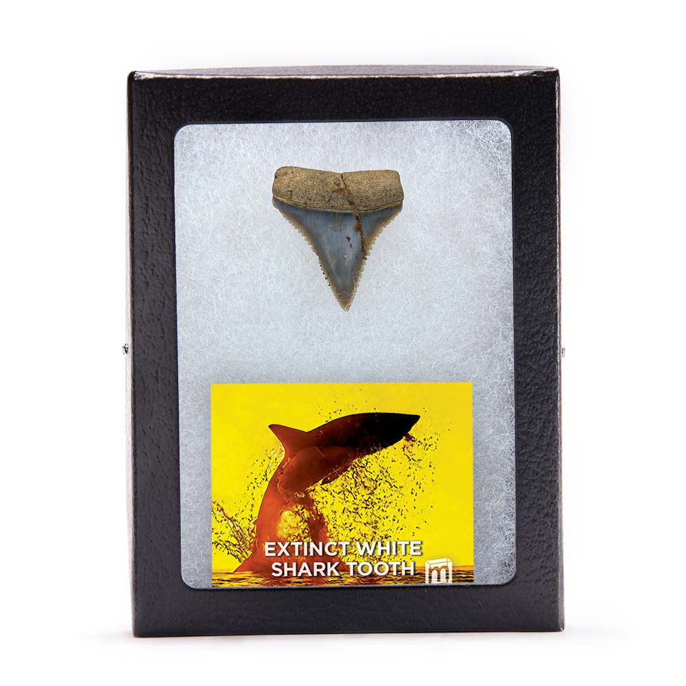 Fossil White Shark Tooth - Image 4