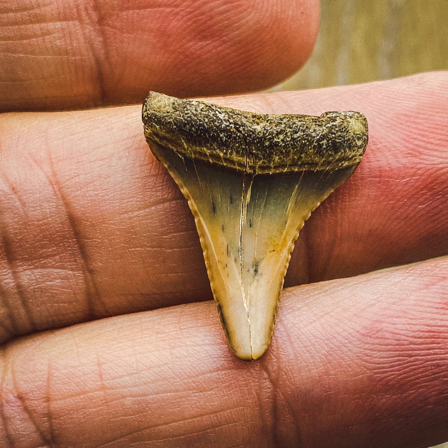 Fossil White Shark Tooth - Image 5