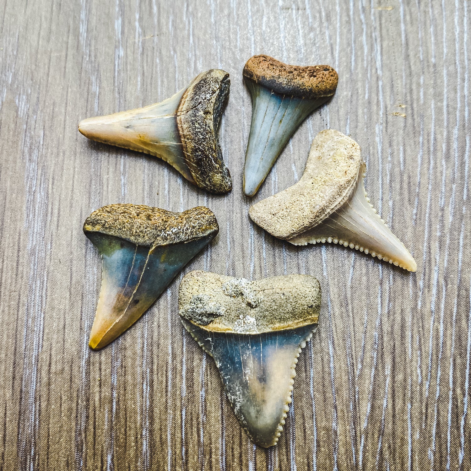 Fossil White Shark Tooth - Image 6
