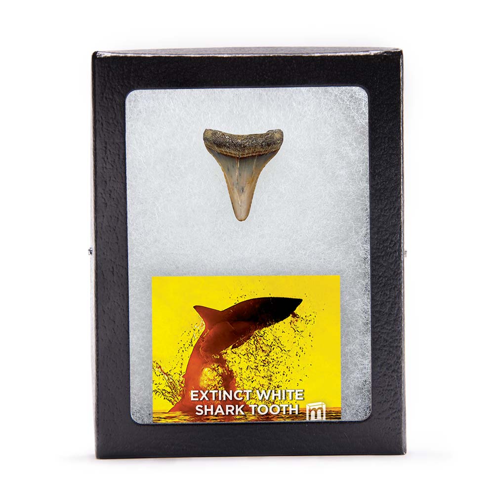 Fossil White Shark Tooth - Image 7