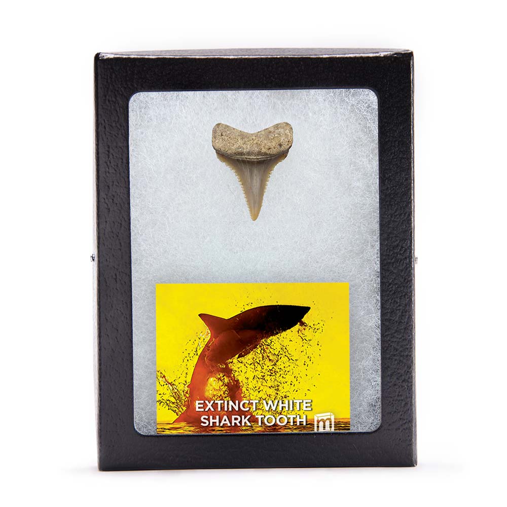 Fossil White Shark Tooth - Image 8