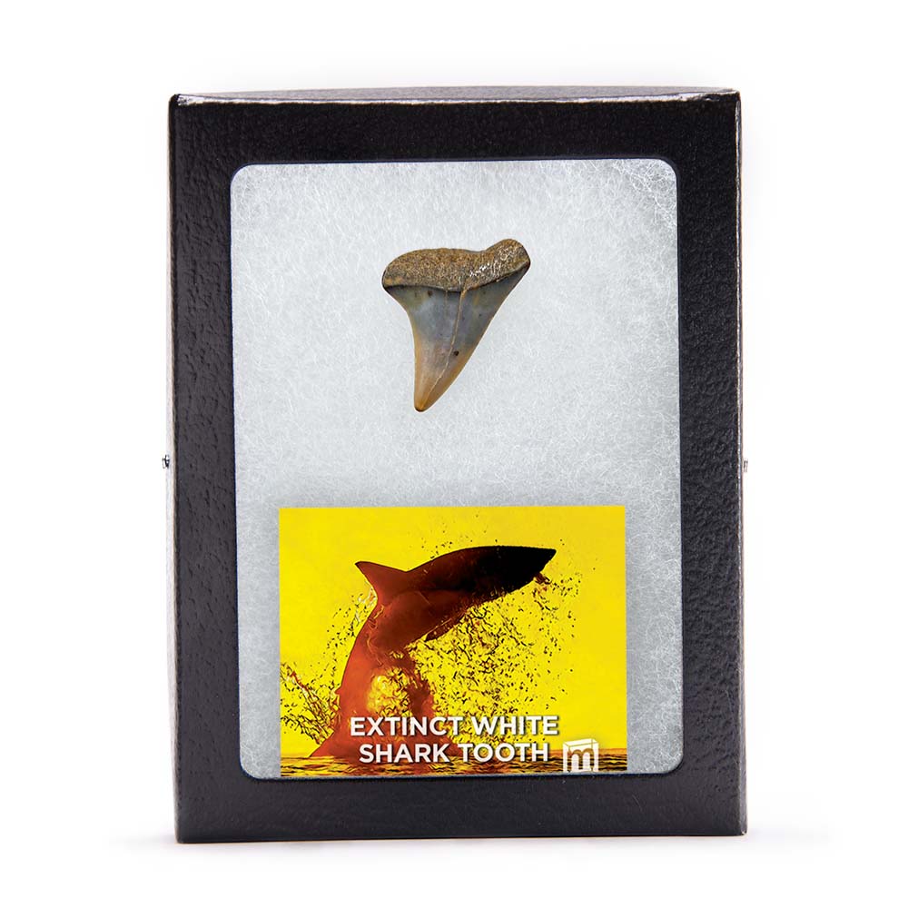 Fossil White Shark Tooth - Image 9