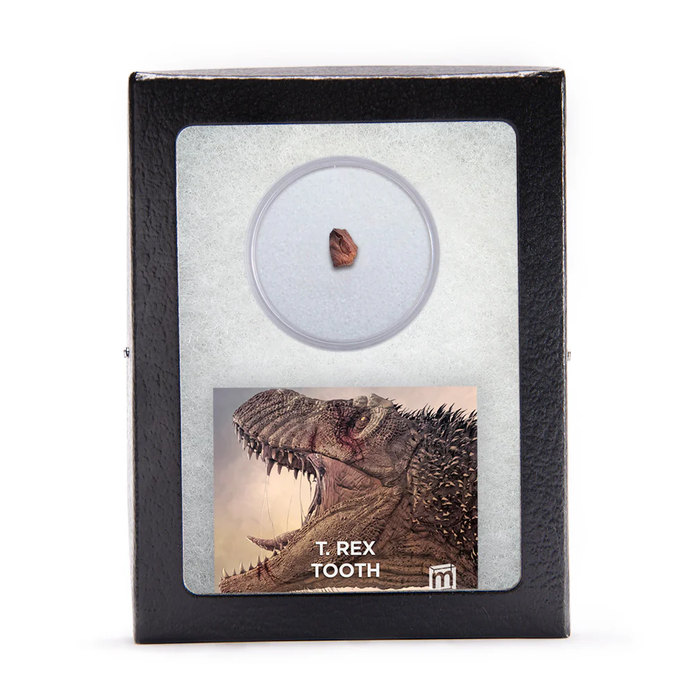 Tyrannosaurus Rex Tooth Fragment - Image 3