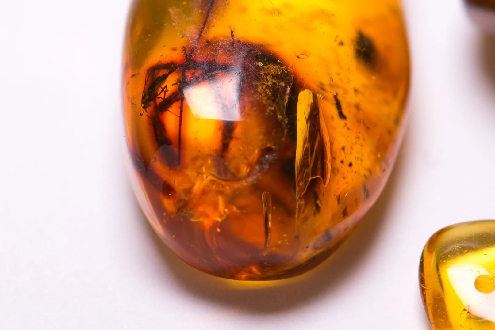 Insect in Amber - Baltic Amber - Image 11