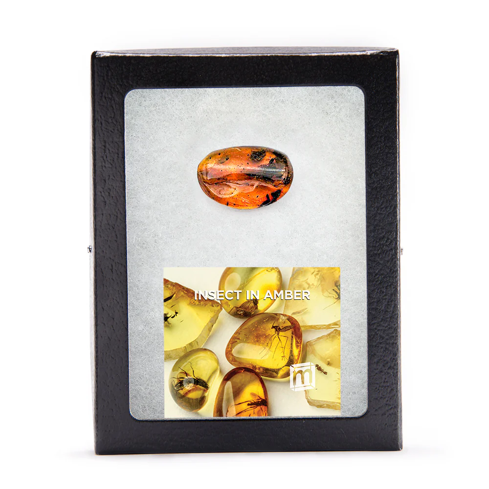 Insect in Amber - Baltic Amber - Image 5